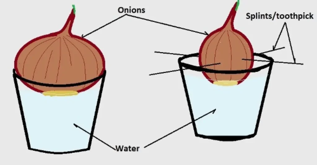 Study of Mitosis in Onion Root Tip – Complete Guide for Students